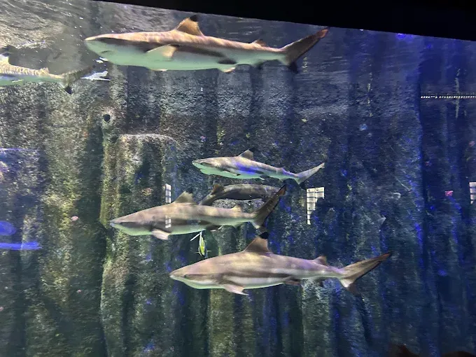 Oceanarium Międzyzdroje